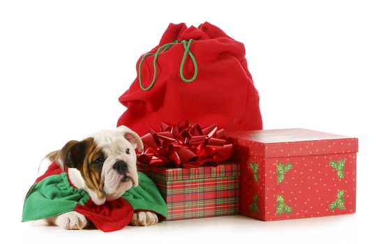 christmas puppy - english bulldog sitting beside colorful wrapped presents