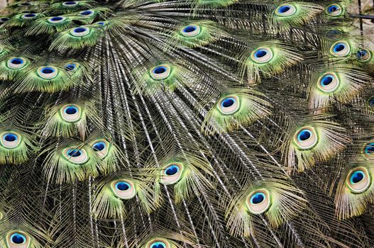 feathers of a peacock closeup