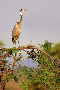 Black-Headed Heron standing on a branch in the savannah