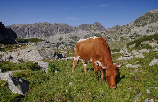 red cow in mpuntains, Romanian Carpathians.