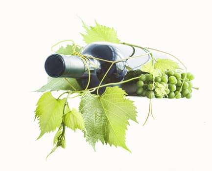 wine bottle and young grape vine branch isolated on white
