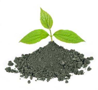 green plant with leaves in dirt, isolated 
