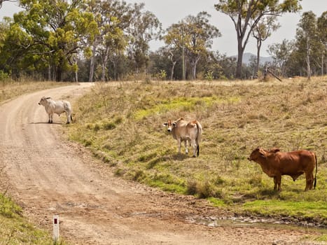 Australian rural country road scene dirt gravel road through countryside with three cows and gum trees