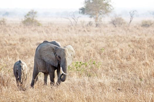 Wild Elephant in the Savannah in Mikumi, Tanzania