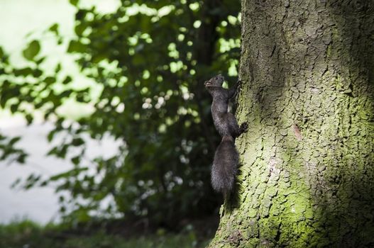 black squirrel climbing tree in forest