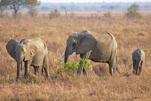 Wild Elephant in the Savannah in Mikumi, Tanzania