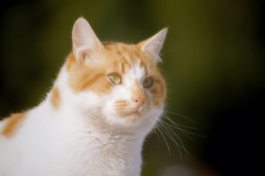 cat portrait, soft focus image