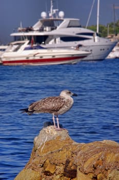 seagull closeup with blur yacht on sea background