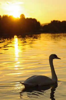 swan on river at sunset, Vienna