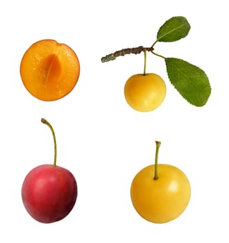 mirabelle yellow and red plum set isolated