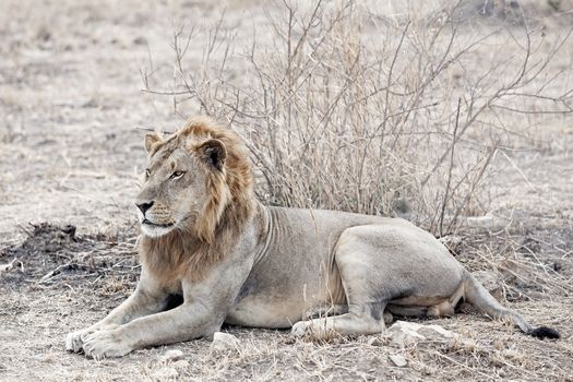 Wild lion in the African Savannah, Tanzania