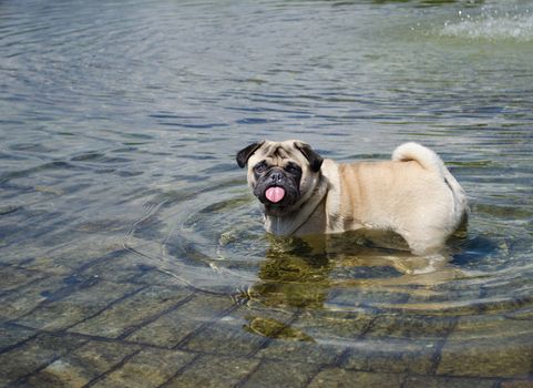 Pug dog wet and happy playing in a fountain, pond or pool
