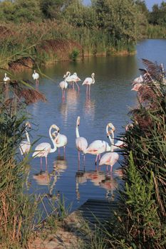 White flamingos in a pond surrounded with vegetation by sunset