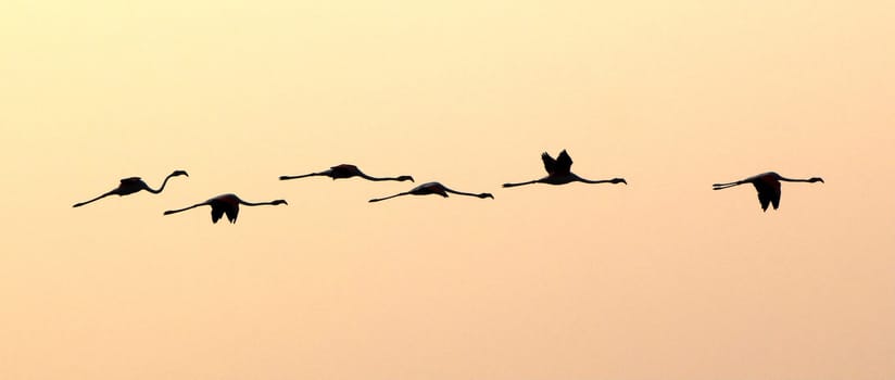 Group of six flamingos flying in the sky by sunset