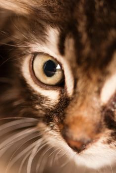 Focused cat eye in studio with whiskers in defocus