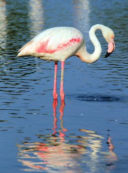 Beautiful white flamingo standing in the water