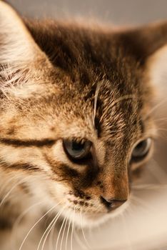 Side shot of a tiger cat with focused eye