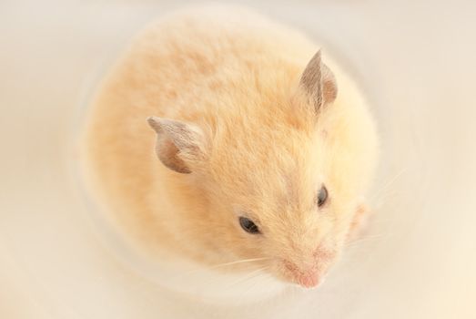 Domestic mouse surled up in a ball with soft light