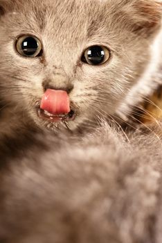 Cats look when offered a delicious meal in studio