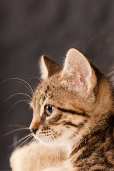 Domestic cat staring in camera