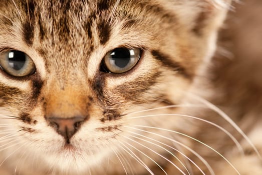 Domestic cat staring in camera with a deep look