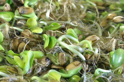 Closeup of sunflower sprouts soaking in water
