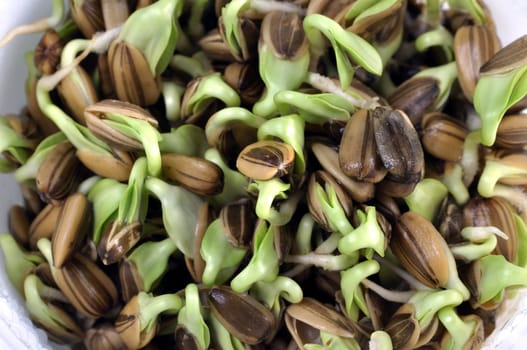 Closeup of sunflower seeds sprouting in plastic sprouter