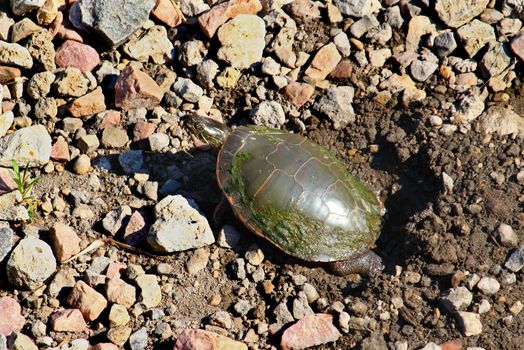 Painted Turtle (Chrysemys picta) digging a nest in northern Illinois.