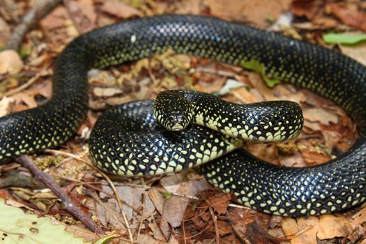 Black Kingsnake (Lampropeltis getula) in the forests of northern Alabama.