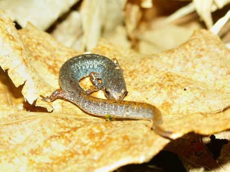 Four-toed Salamander (Hemidactylium scutatum) in central Illinois.