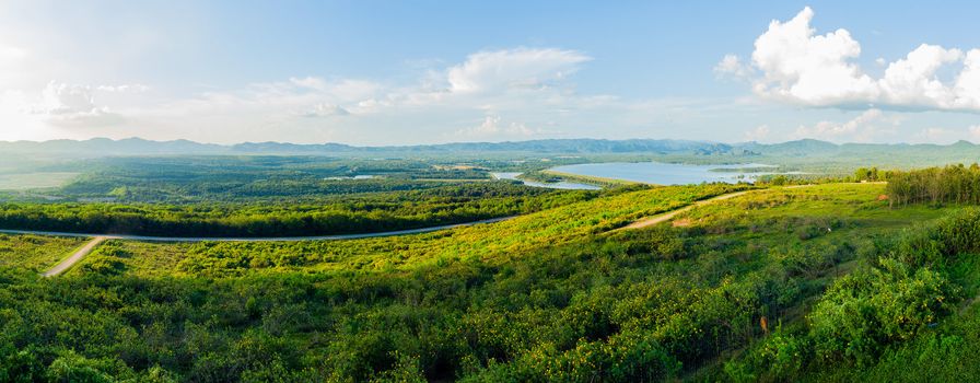 panorama of Mexican Sunflower Weed field in thailand