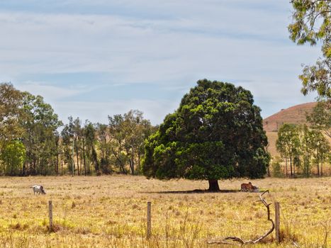 Australian rural scene with land cleared and solitary fig tree left for shade
