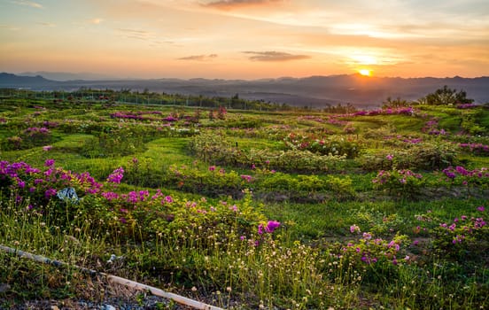 Flower field and sunset behind the mountains in thailand