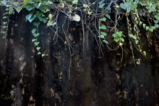 crappy walls with wild plants