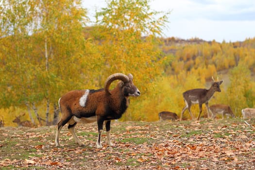 big mouflon male and a herd of fallow deers in a hunting enclosure