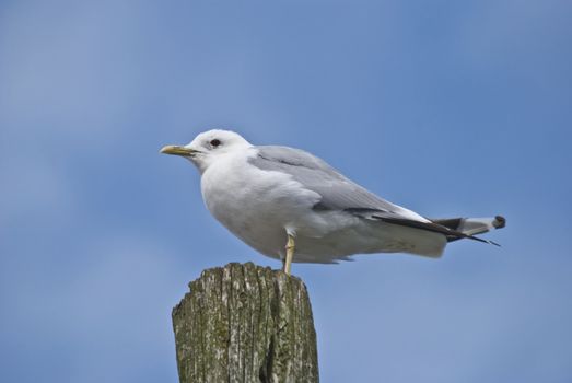 seagull standing on a pole in the tista river in halden and keeping watch over their young