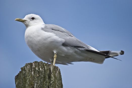 seagull standing on a pole in the tista river in halden and keeping watch over their young