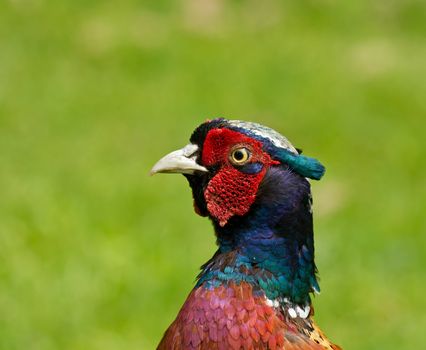 Close-up view of head of male or cock Common Pheasant, showing the fine detail and colours of the beautiful plumage and the red wattle around the eye.