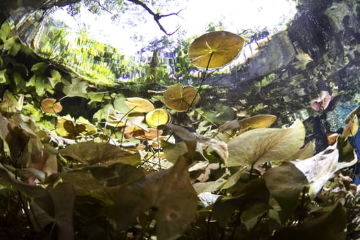 Underwater lily pads in the fresh water cave systems in Mexico