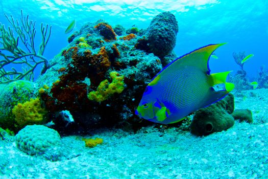 A colorful angel fish on a tropical reef