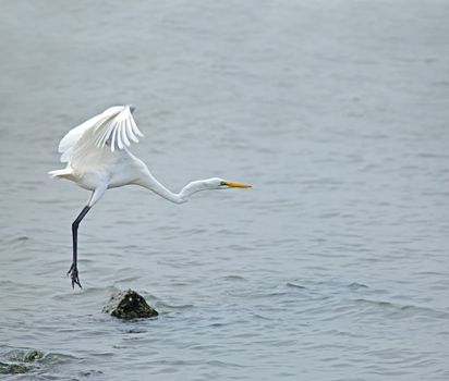 Great White Egret in The Gambia taking flight from rock in sea