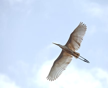 Great White Egret in flight against sky in The Gambia