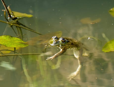 Frog Floating in pond in The Gambia