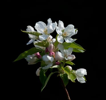 White Crabapple Blossom against dark background