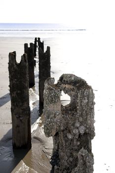 sunshine over the beach breakers covered in periwinkles in Youghal county Cork Ireland