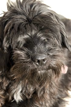 a close up of a scottish terrier