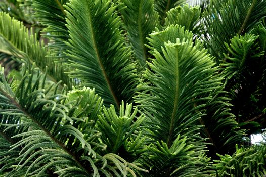 hedge leaf evergreen trees