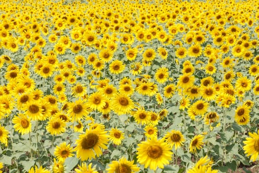 Detail of a field with many sunflowers in sunlight with shallow depth of field