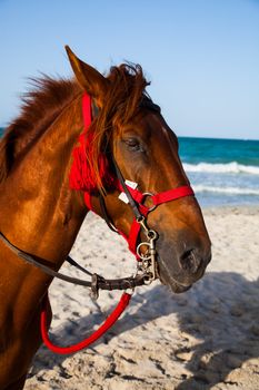 Horse head portrait, Djerba tunisia