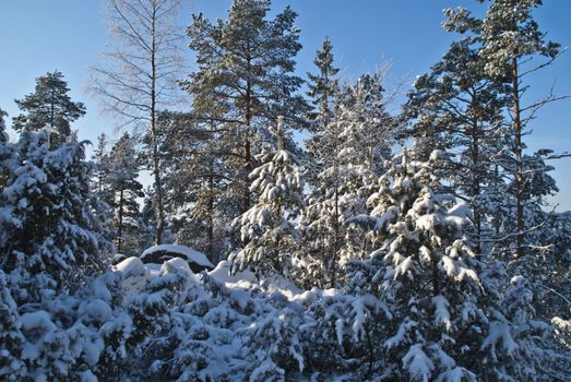 Linnekleppen is the highest point in Rakkestad municipality and Mark municipality in Østfold, it lies just on the border between the municipalities, 325 meters above sea level. Forest fire tower Northern Europe's only serviced fire watch tower situated on this hill, and from the tower one has views over large areas of forest in southeast Norway, and parts of Sweden.